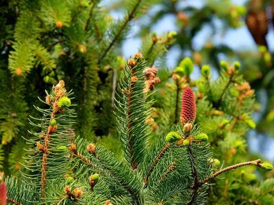 Choosing and Planting Conifers