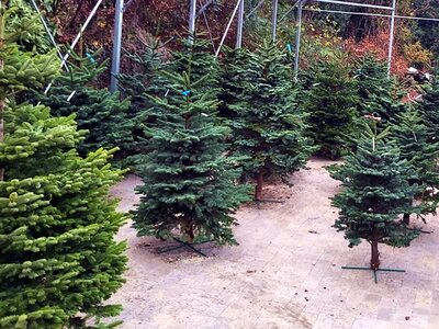 Fresh Cut Xmas Trees Available In-Store
