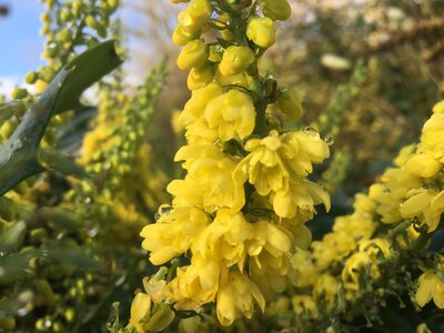 Plant of the week - Mahonia
