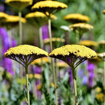 Achillea “Cloth of Gold” - Image by Ralphs_Fotos from Pixabay 