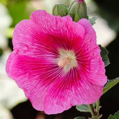 Alcea rosea Rose - Image by Manfred Richter from Pixabay 