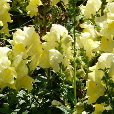 Antirrhinum 'Candy Yellow' - Image by Hans from Pixabay  