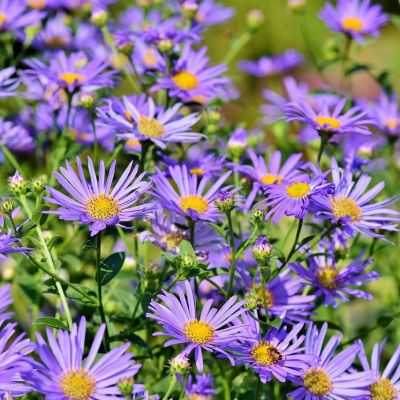 Aster “Little Carlow” - Image by Capri23auto from Pixabay 