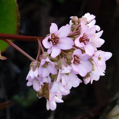 Bergenia 'Harzkristall' - Image by Hans from Pixabay 