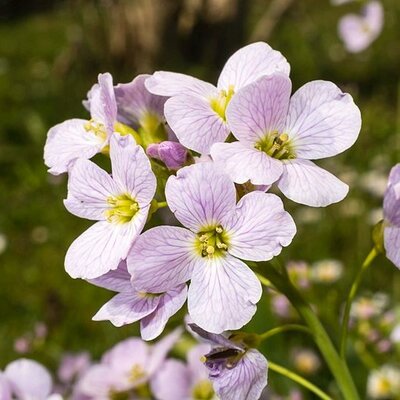 Cardamine pratensis - Photo by Isiwal (CC BY-SA 3.0)
