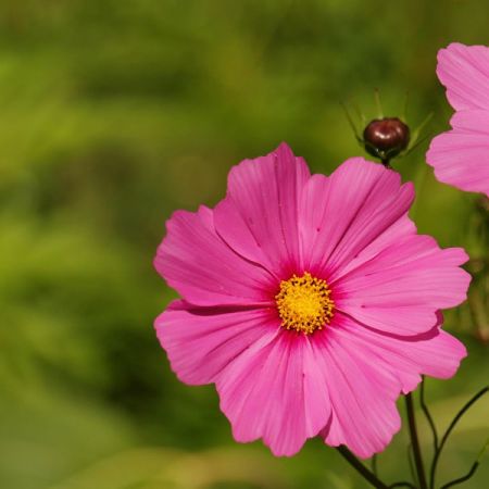 Cosmos “Odyssey Pink” - Image by PublicDomainPictures from Pixabay  