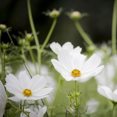 Cosmos “Odyssey White” - Image by dewdrop157 from Pixabay 