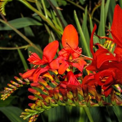 Crocosmia Emberglow - Image by Wolfgang Claussen from Pixabay