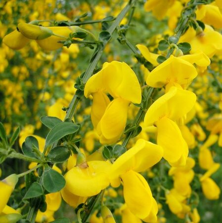 Cytisus racemosa - Photo by  Danny S.  (CC BY-SA 3.0)