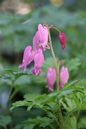 Dicentra 'Luxuriant' - Photo by David J. Stang (CC BY-SA 4.0)