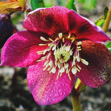 Helleborus "Anna Red" - Image by MrGajowy3 from Pixabay