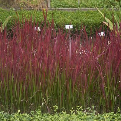 Imperata Red Baron - Photo by Wouter Hagens (CC BY-SA 4.0)