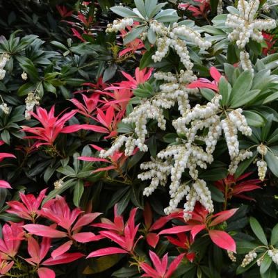 Pieris 'Forest Flame' - photo by Michael Garlick (CC License)