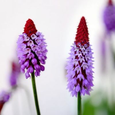 Primula vialii - Image by congerdesign from Pixabay 