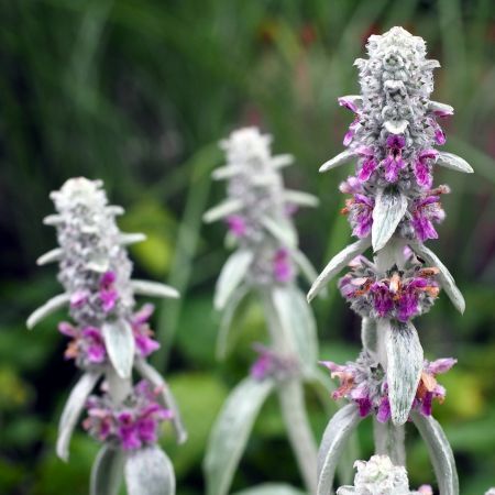 Stachys byzantina Silver Carpet - Image by Hans Braxmeier from Pixabay 