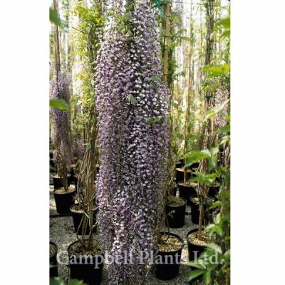 Wisteria Floribunda “Issai” - Image Courtesy of Campbell's Plants Ltd