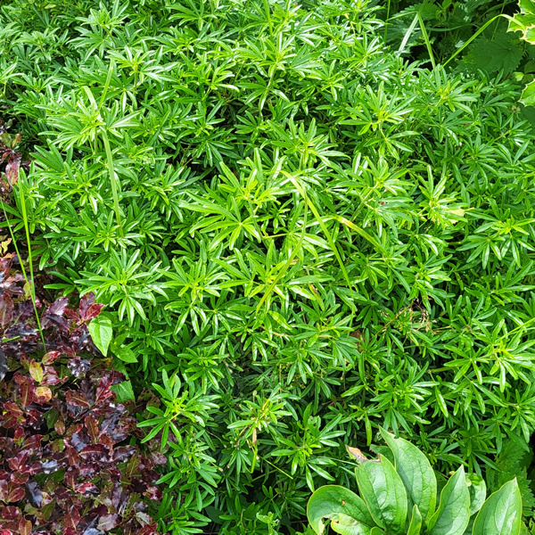 Choisya Shrub - Photo taken by Richard 06/07/2026