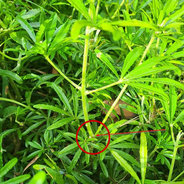 Choisya node on main stem - Photo taken by Richard 06/07/2026