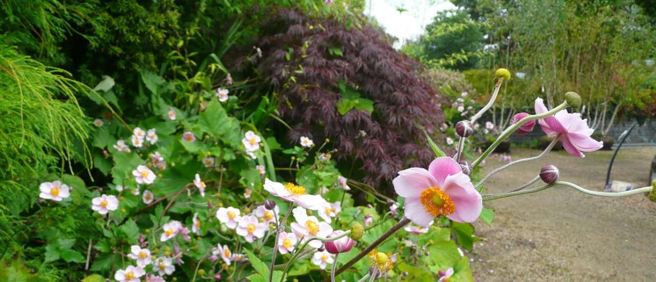 Japanese Anemone in front of a backdrop of Acer Palmatum Dissectum - photo taken at Ardcarne Garden Centre 29/08/2025