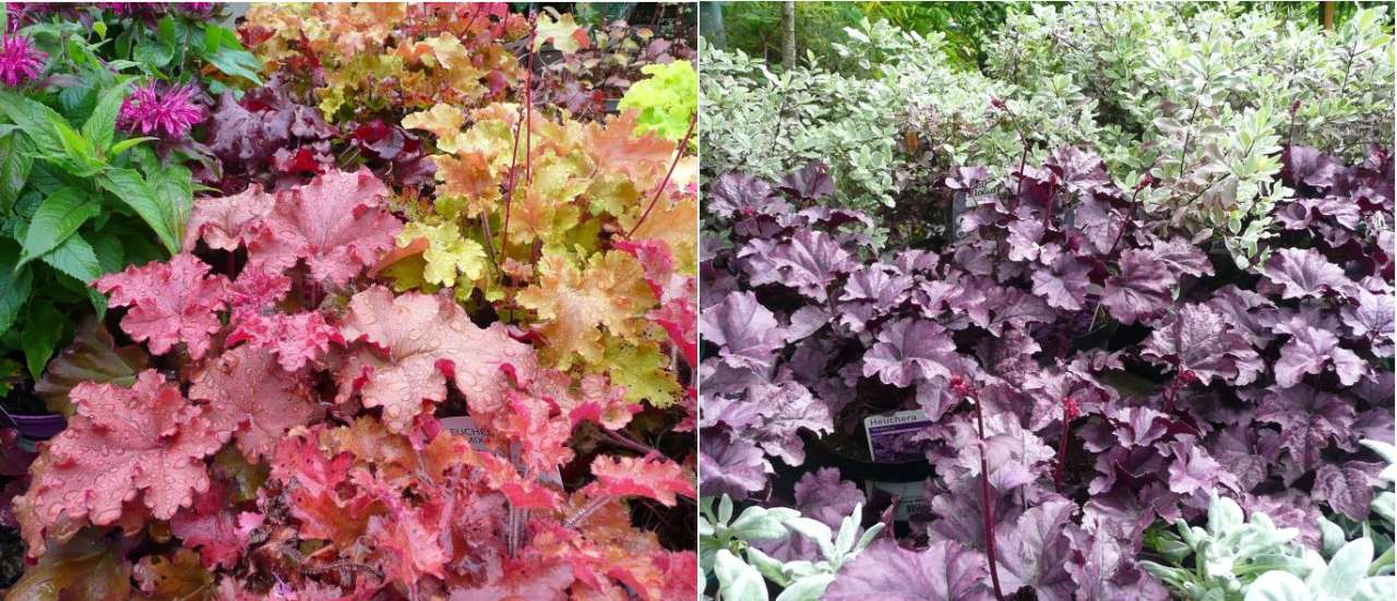 Monarda 'Balmy Purple', Heuchera 'Cherry Berry' and Heuchera 'Marmalade' - photo taken at Ardcarne Garden Centre Boyle, 29/08/2025