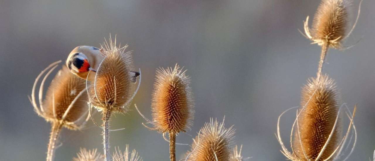 Teasel seed-heads, as well as being attractive, are loved by Goldfinches - Image by Zenaga from Pixabay