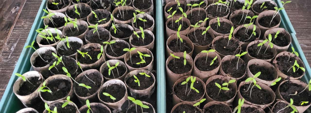 Germinated parsnip seeds in toilet roll tubes - Photo taken 22/02/2026 - Richard (AGC)