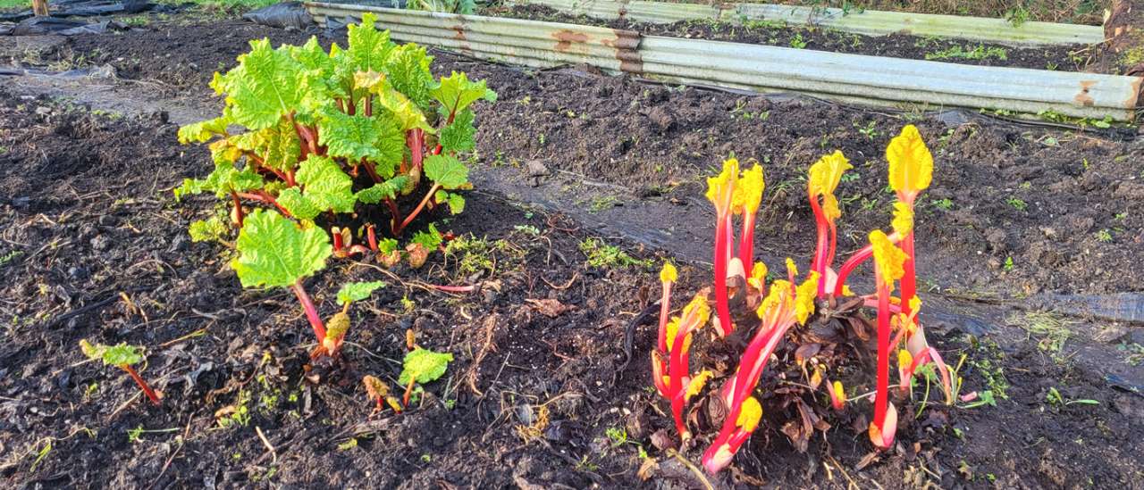 Difference between forced (right) and unforced rhubarb (left) after just 6 weeks of covering. Image taken 02/03/2026 - Boyle.