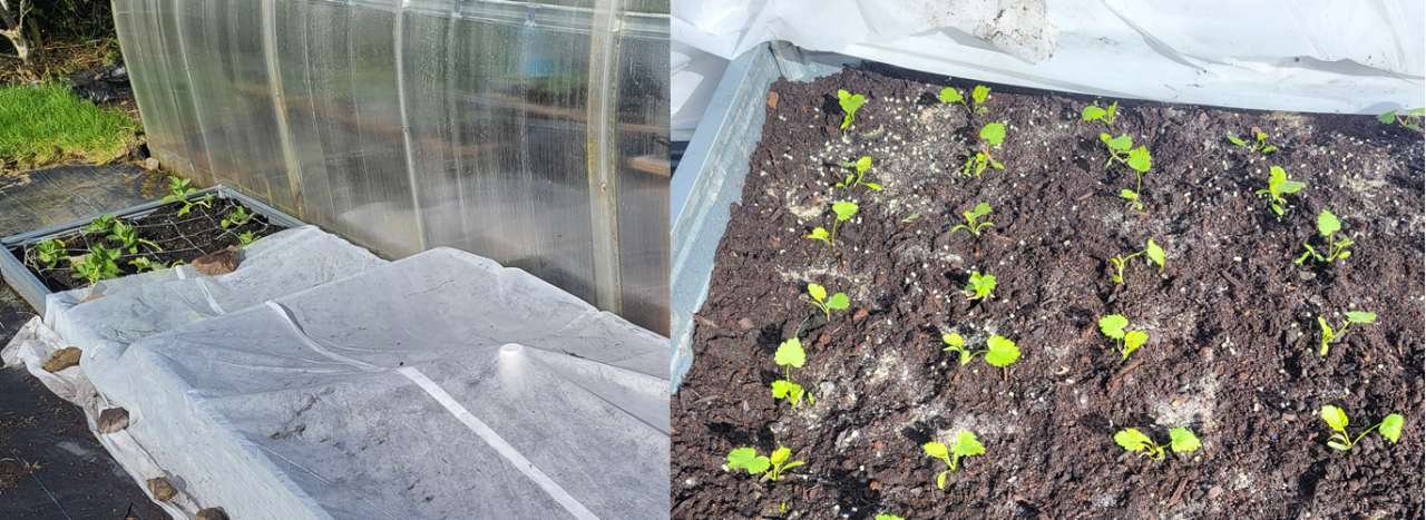 Parsnips now growing on outside in late March - photo taken 27/03/2026 in Boyle by Richard (AGC)