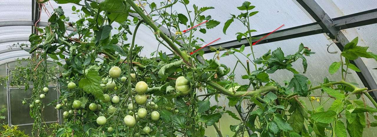 Green tomatoes in the polytunnel - Photo by Richard (AGC) taken 07/08/2026