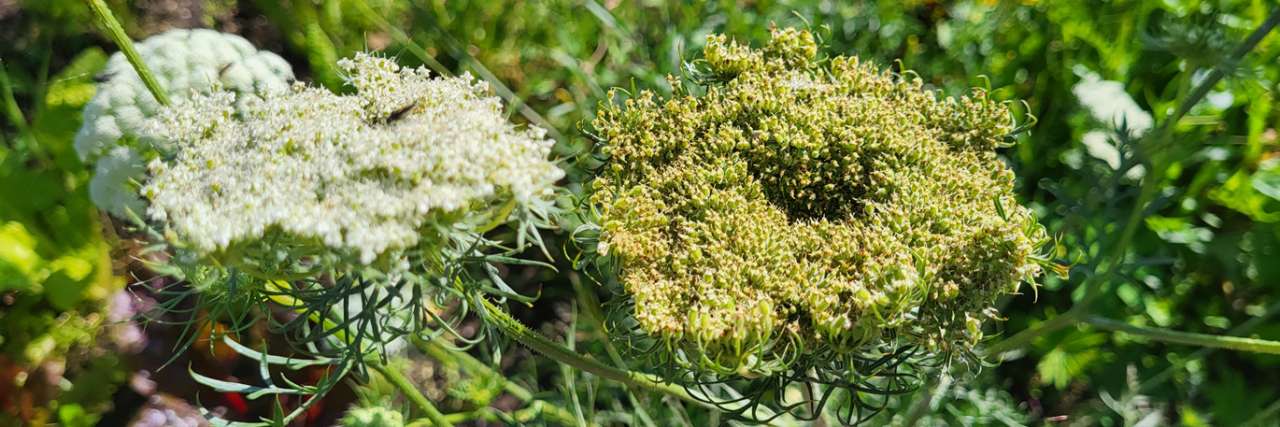 Carrot flowers going to seed - Photo by Richard (AGC) 24/08/2026