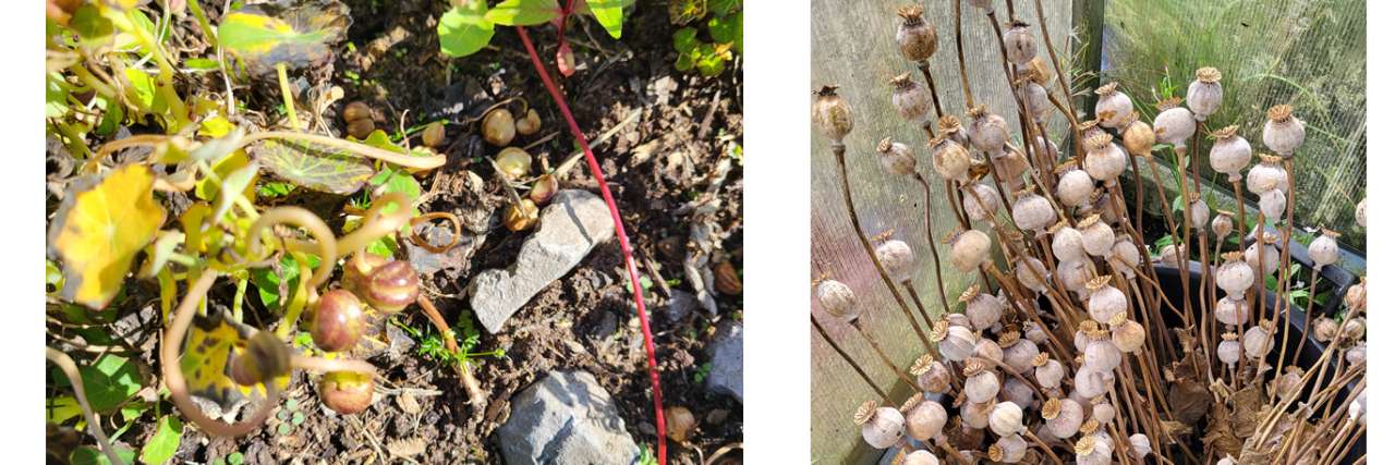 Nasturtium Seeds Ready to Collect & Poppy Seed Heads Drying - Photo by Richard (AGC) 24/08/2026