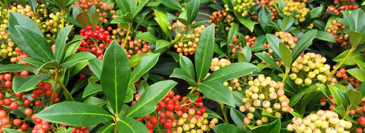 Skimmia Pabella - Photo taken at Ardacarne Garden Centre, Boyle, 17/09/2026