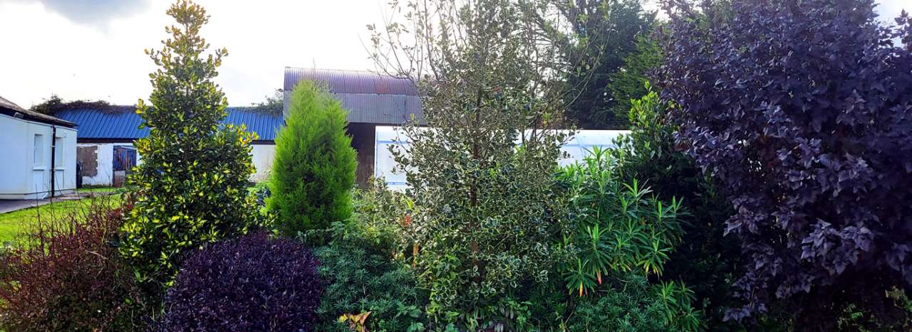 Autumn Border with Evergreens - Holly (Ilex), Pittosporum 'Tom Thumb', Cupressus and Choisya - Photo by Richard (AGC) taken 09/10/2026