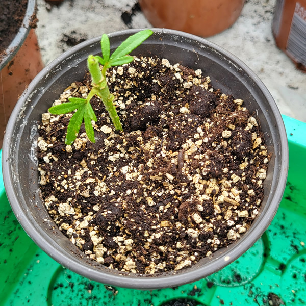 Potted choisya cutting - Photo taken by Richard 06/07/2026