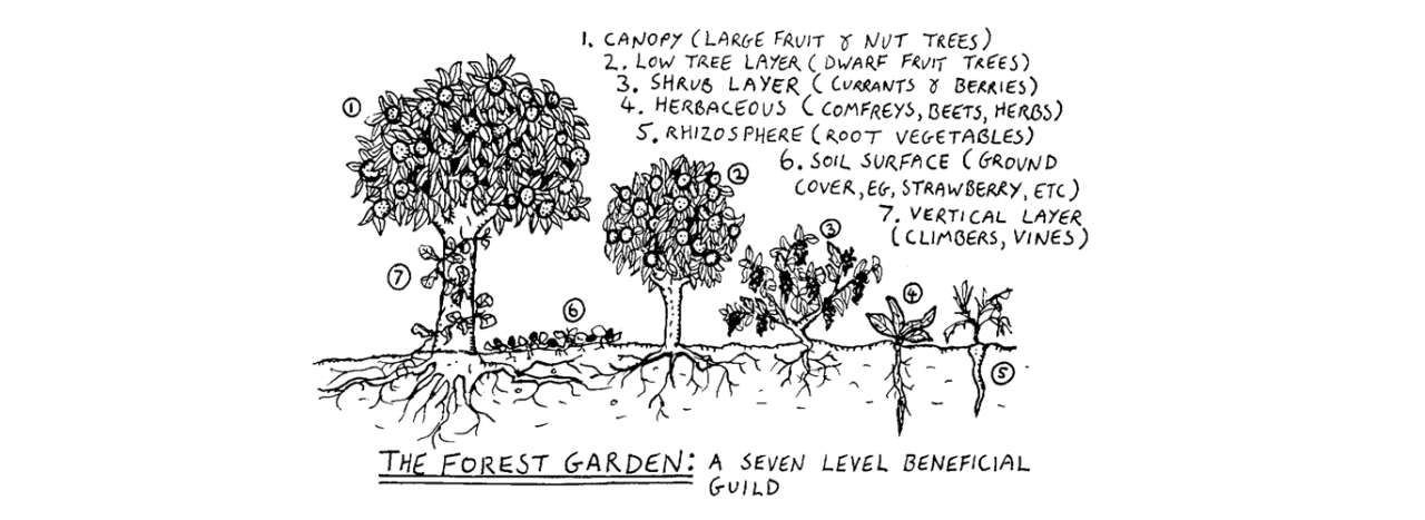 7 Layer Food Forest Guild - Diagram by Graham Burnett (CC BY-SA 3.0)