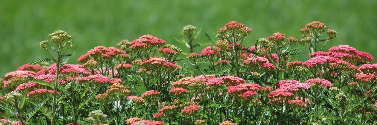 Achillea grown in swathes through a border - Image by splambo from Pixabay