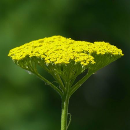 Achillea 'Moonshine' - Image by Hans Braxmeier from Pixabay 