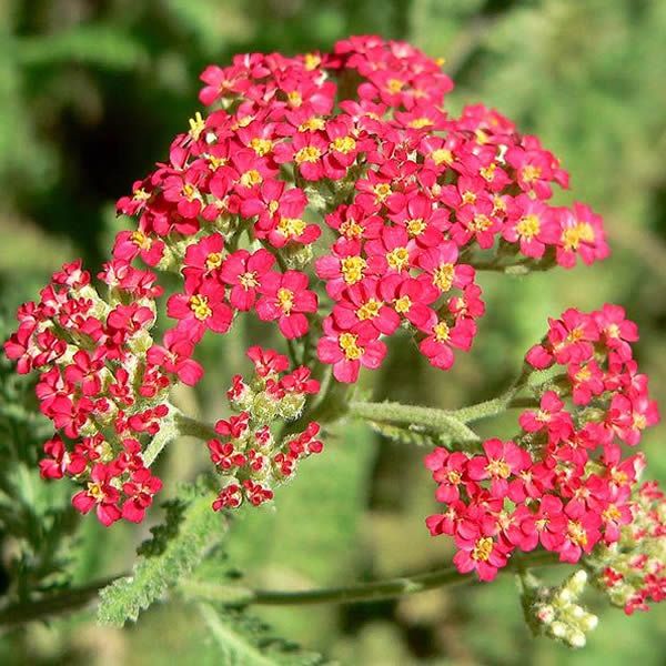 Achillea 'Paprika' - Photo by Stan Shebs (CC BY-SA 3.0)