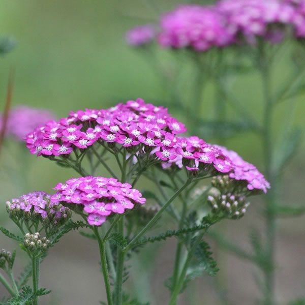 Achillea Pink Grapefruit - Image by zoosnow from Pixabay