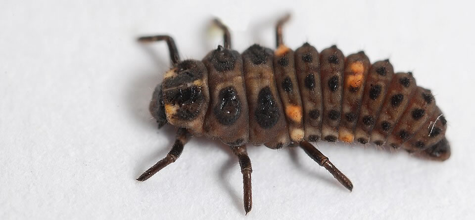 Adalia bipunctata larval stage 4 - Photo by Gilles San Martin (CC BY-SA 2.0)