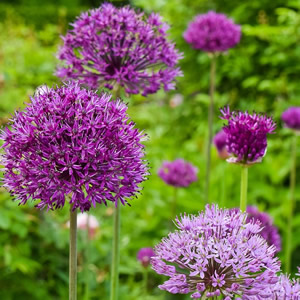 Purple Alliums - Image courtesy of pixabay