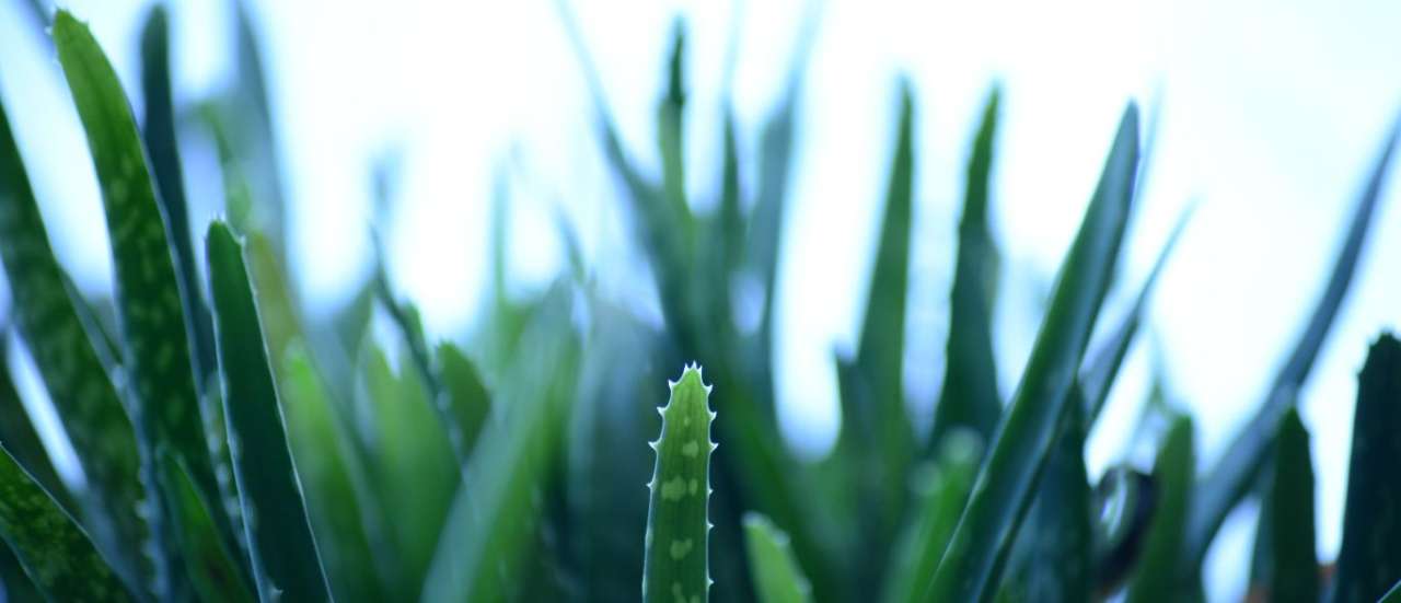 Close up of several Aloe Vera plants grouped together in a container display - Image courtesy of PickPik