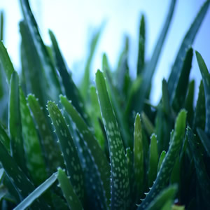 Aloe Vera - Image by PollyDot from Pixabay