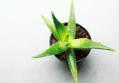 Aloe Vera Image by Marce Garal from Pixabay 