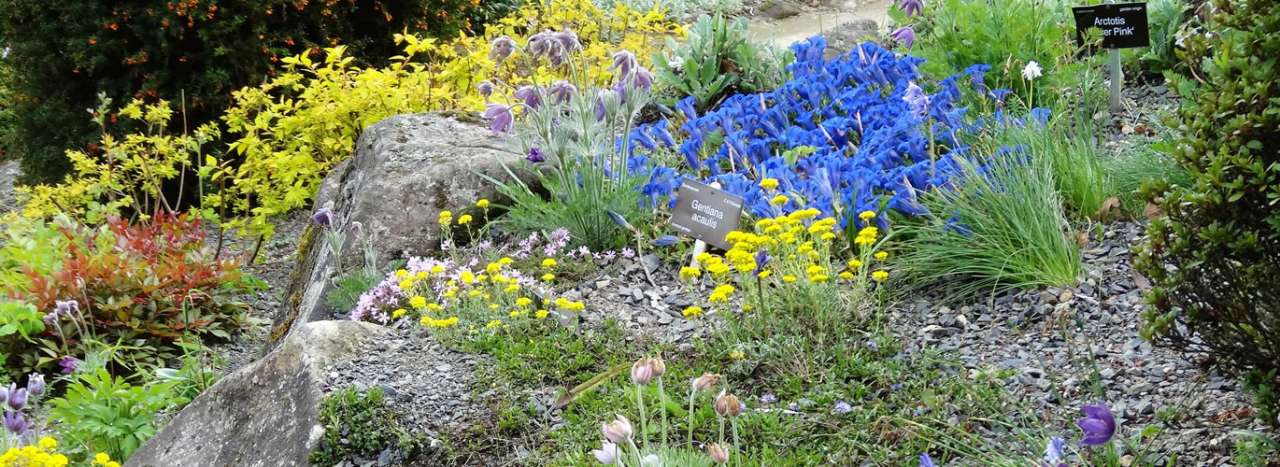 Alpine Rock Garden at Dunedin Botanic Gardens - Photo by denisbin (CC BY-SA 2.0)
