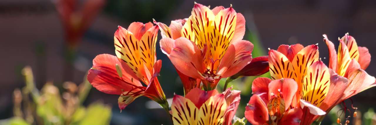 Alstroemeria 'Indian Summer' - Image by Harald1217 from Pixabay