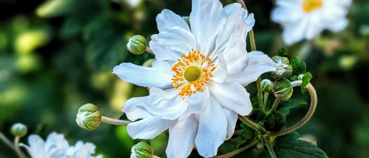 Anemone Ruffled Swan - Image by Cindy from Pixabay