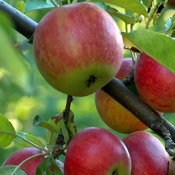Apple - Malus 'Discovery'