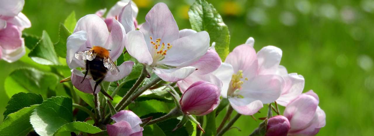 Apple blossom being visited by a bee - Image by Markéta Klimešová from Pixabay