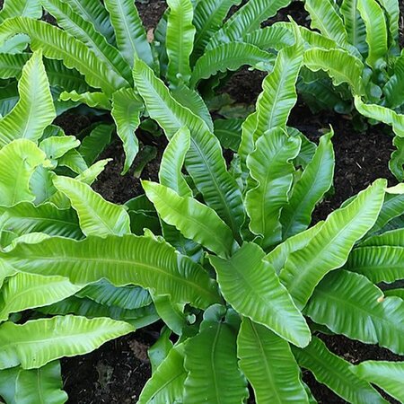 Asplenium 'Angustifolia' - Photo by Krzysztof Ziarn